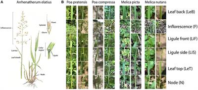 Image-Based Automated Recognition of 31 Poaceae Species: The Most Relevant Perspectives